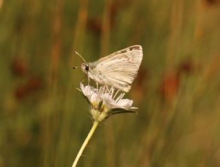 Suriye Z�pz�p�&nbsp;(Muschampia&nbsp;nomas)   S�leyman Cebecio�lu