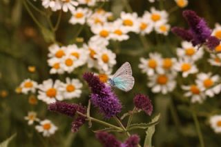 �okg�zl� Fatma Mavisi&nbsp;(Polyommatus&nbsp;fatima)   S�leyman Cebecio�lu