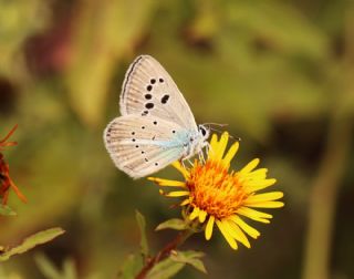 Hubert'in �okg�zl�s�&nbsp;(Polyommatus&nbsp;huberti)   S�leyman Cebecio�lu