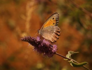 Yalanc� Esmerperi&nbsp;(Hyponephele&nbsp;lycaonoides)   S�leyman Cebecio�lu