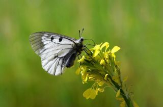 Dumanl� Apollo&nbsp;(Parnassius&nbsp;mnemosyne)   Hulusi Tezcan