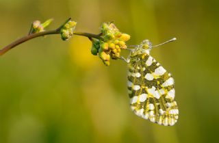 Da� Oykl�s��&nbsp;(Euchloe&nbsp;ausonia)   Hulusi Tezcan