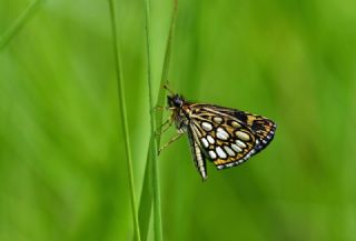 Beyaz Benekli Z�pz�p&nbsp;(Heteropterus&nbsp;morpheus)   Hulusi Tezcan