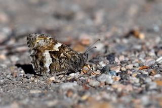 G�ney K�z�lmele�i&nbsp;(Hipparchia&nbsp;senthes)   Hulusi Tezcan