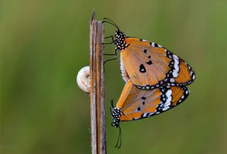 Sultan&nbsp;(Danaus&nbsp;chrysippus)   Hulusi Tezcan