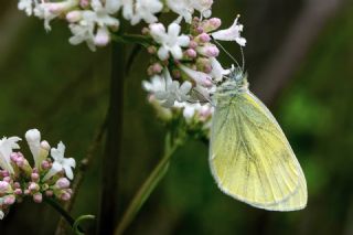 Yalanc� Beyazmelek&nbsp;(Pieris&nbsp;pseudorapae)   Hulusi Tezcan