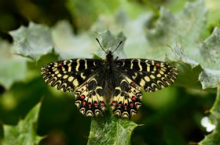 G�ney Fistosu&nbsp;(Zerynthia&nbsp;polyxena)   Hulusi Tezcan