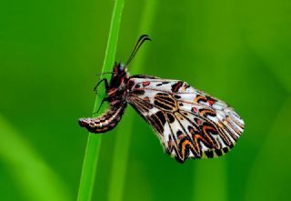 G�ney Fistosu&nbsp;(Zerynthia&nbsp;polyxena)   Hulusi Tezcan