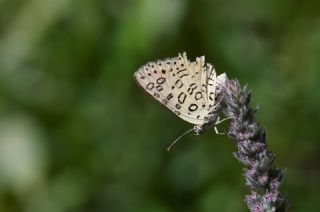 Uygur �eytanc���&nbsp;(Cigaritis&nbsp;uighurica)   Hulusi Tezcan