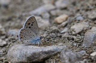 Anadolu Turan Mavisi&nbsp;(Turanana&nbsp;panagaea)   Hulusi Tezcan