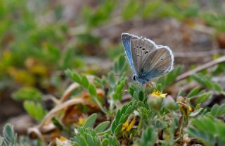 Baytop'un �okg�zl�s�&nbsp;(Polyommatus&nbsp;baytopi)   Hulusi Tezcan