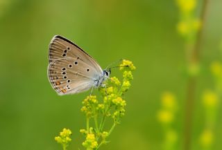 �okg�zl� G�zel Mavi&nbsp;(Polyommatus&nbsp;bellis)   Hulusi Tezcan