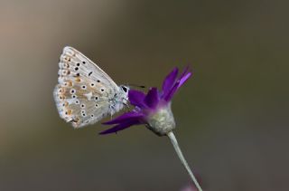 �okg�zl� Yalanc� �illi Mavi&nbsp;(Polyommatus&nbsp;corydonius)   Hulusi Tezcan