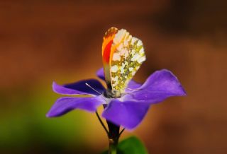 Turuncu S�sl�&nbsp;(Anthocharis&nbsp;cardamines)   Hulusi Tezcan