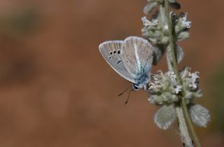 �okg�zl� Kunchuy Mavisi&nbsp;(Polyommatus&nbsp;schuriani)   Hulusi Tezcan