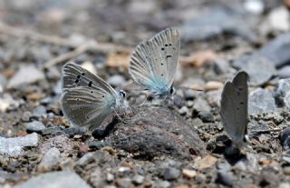 �okg�zl� Kand�l Mavisi&nbsp;(Polyommatus&nbsp;kanduli)   Hulusi Tezcan