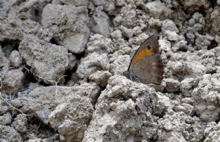 Yalanc� Esmerperi&nbsp;(Hyponephele&nbsp;lycaonoides)   Hulusi Tezcan