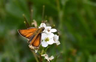 Sar� Antenli Z�pz�p&nbsp;(Thymelicus&nbsp;sylvestris)   Hulusi Tezcan