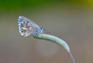 �okg�zl� �illimavi&nbsp;(Polyommatus&nbsp;coridon)   Hulusi Tezcan