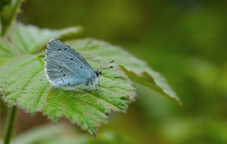 Kutsal Mavi&nbsp;(Celastrina&nbsp;argiolus)   Hulusi Tezcan
