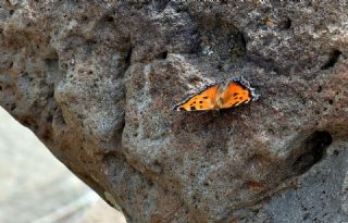 Sar� Ayakl� Nimfalis&nbsp;(Inachis&nbsp;xanthomelas)   Hulusi Tezcan