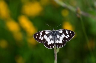 Orman Melikesi&nbsp;(Melanargia&nbsp;galathea)   Hulusi Tezcan