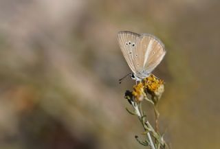 �okg�zl� Anadolu Beyaz�&nbsp;(Polyommatus&nbsp;menalcas)   Hulusi Tezcan