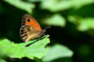 Pironiya (Pyronia tithonus)   Hulusi Tezcan