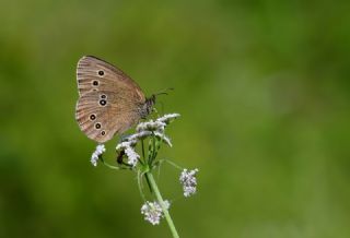 Halkac�k&nbsp;(Aphantopus&nbsp;hyperantus)   Hulusi Tezcan