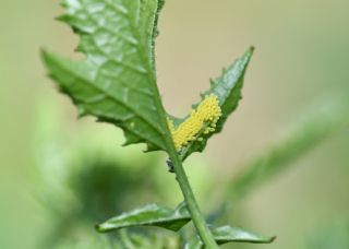 B�y�k Beyazmelek &nbsp;(Pieris&nbsp;brassicae)   G�l�ah Bay�u