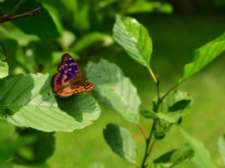 K���k Mor �mparator&nbsp;(Apatura&nbsp;ilia)   Halil �brahim Sar�