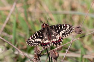 G�ney Fistosu&nbsp;(Zerynthia&nbsp;polyxena)   Murat Kurtel
