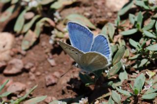 Lacivert Anadolu �okg�zl�s�&nbsp;(Polyommatus&nbsp;actis )   Murat Kurtel