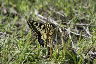 K�rlang��kuyruk&nbsp;(Papilio&nbsp;machaon)   Salih Kayhan