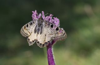 Yalanc� Apollo&nbsp;(Archon&nbsp;apollinus)   Tekin Turan