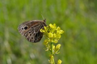 Uygur G�zelesmeri&nbsp;(Proterebia&nbsp;afra)   Tekin Turan
