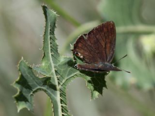 Mormeşe (Favonius quercus)   Nuri Sandıkcıoğlu