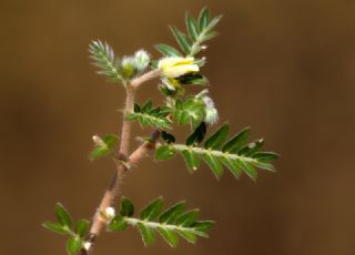 oban kerten (Tribulus terrestris)