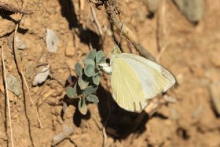 Kayagl (Aethionema sp. )