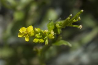 Nicarotu (Barbarea scula)