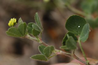 Bit�ikotu&nbsp;(Medicago lupulina)