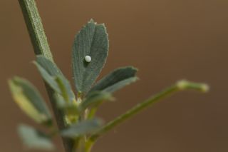 Yaban Yoncas�&nbsp;(Medicago x varia)