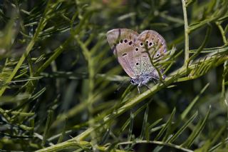 T�yl� Fi�&nbsp;(Vicia villosa)