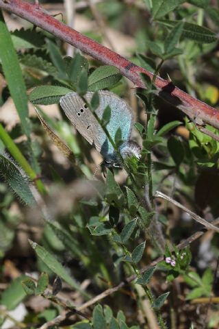 Fi, Bakla (Vicia sp. )