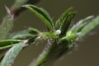 Fi, Bakla (Vicia sp. )