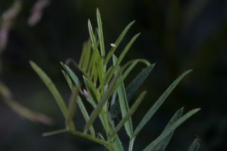 Kufii (Vicia cracca)
