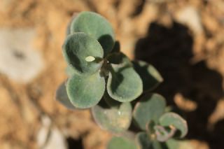 Kayagl (Aethionema sp. )