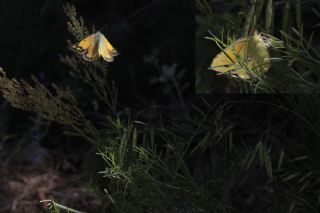 Kufii (Vicia cracca)