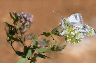 Alkayagl (Aethionema carneum (Banks & Sol.) B.Fedtsch.)