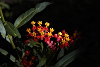 pekotu (Asclepias curassavica)